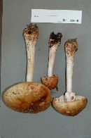 Amanita rubescens image